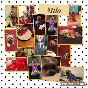 Meet your Posher, Dawn